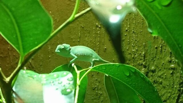 Die ersten Lebenswochen sind die Tiere mehr als winzig | Foto: Dangl