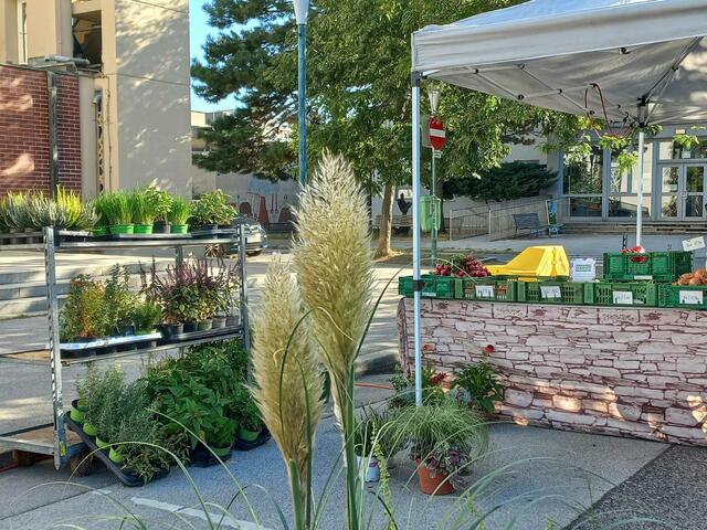 Pflanzen zum Einsetzen im Freien, Schnittblumen und Obst&amp; Gemüse bringt die Gärtnerei Nussbaumer. | Foto: Magda Guillarte