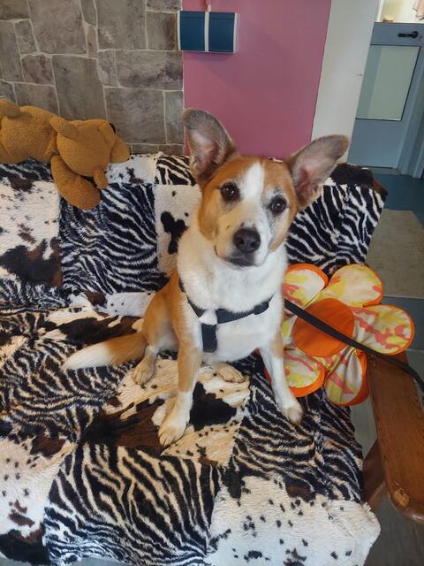 Die siebenjährige Maya ist auf der Suche nach Menschen, die ganz viel Zeit für sie haben. | Foto: Tierheim Reutte