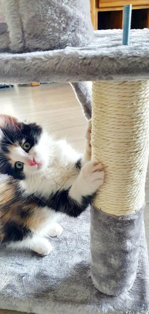Das tierische Katzen-Horoskop.