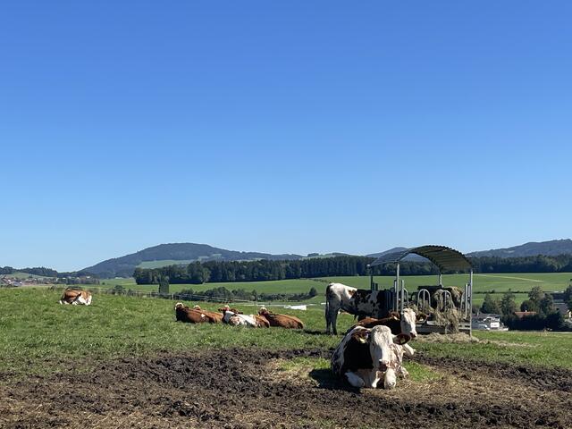 Kühe auf der Wiese.  | Foto: Rosa Besler