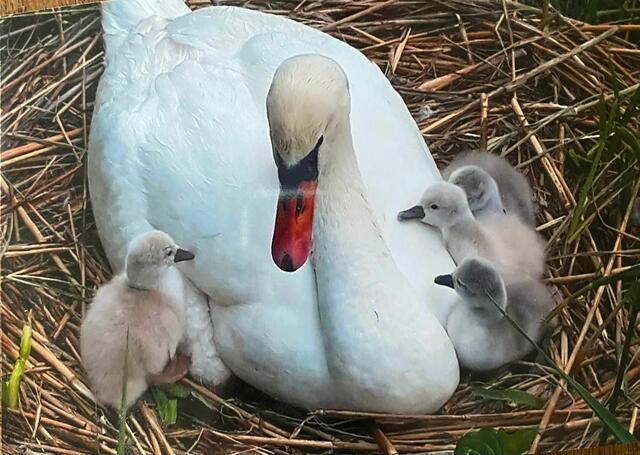 Die Schwäne vom Schlossteich in Oberwaltersdorf verhungerten. Nicht obwohl, sondern weil sie gefüttert wurden. | Foto: Privat