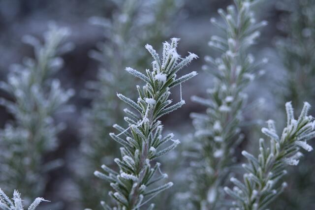 Auch wenn die Temperaturen noch warm sind, der Winter naht und unser Balkon muss vorbereitet werden. Was es zu tun gibt und zu beachten gilt, erfahrt ihr hier. | Foto: Pixabay/foto-augenblick (Symbolbild)