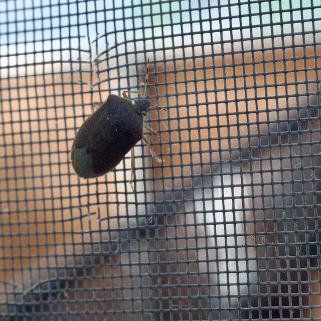 Diese Wanze schaffte es bereits zwischen Balkontüre und Insektengitter. Wie ist dem Hausbewohner ein Rätsel. | Foto: Santrucek