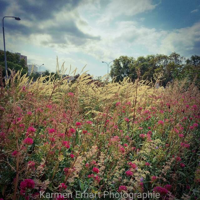 Herbstidylle am Schrödingerplatz  | Foto: Karmen Erhart 