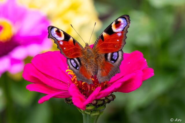 Freu mich über solche Besucher!
