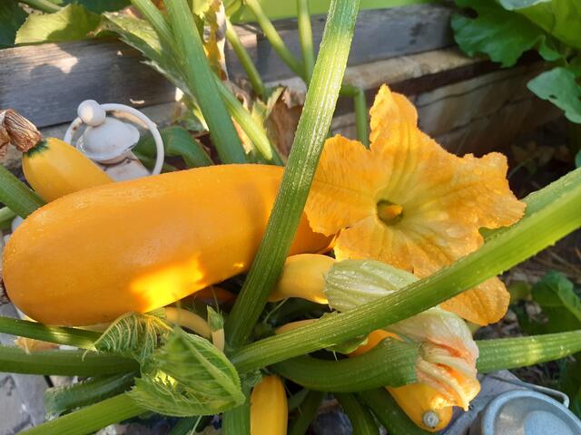 So knapp liegt fertiges Produkt und Blüte nebeneinander. Ein schönes Wunder der Natur.  | Foto: Christian Szauer