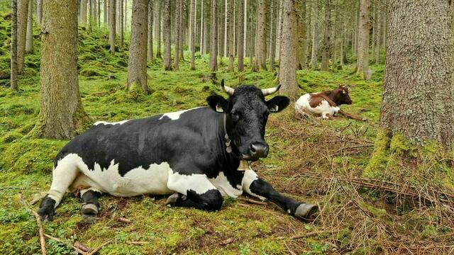 A echte Pinzgauerin ist schwarz gefleckt! | Foto: Anna Panholzer