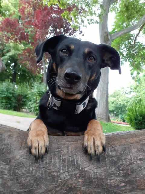 Der Terrier Mischling starb im Mai aufgrund eines Tumors am Herzen | Foto: Sana Holzinger
