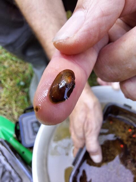 Foto: Blattfisch