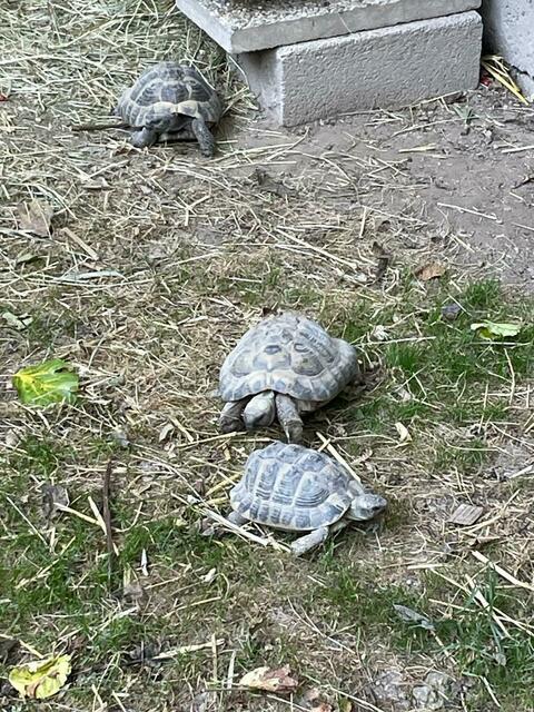 Foto: Martina Altmann