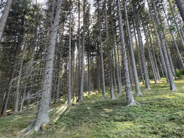 Foto: RegionalMedien Steiermark