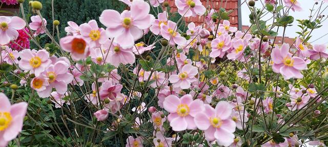 Herbstanemonen bei uns im Schrebergarten. 