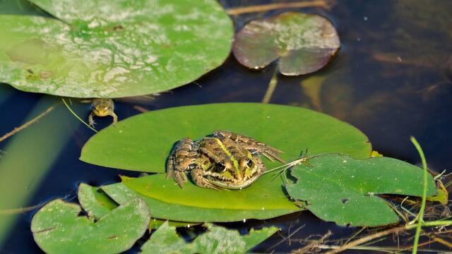 Foto: Roberto Moresco