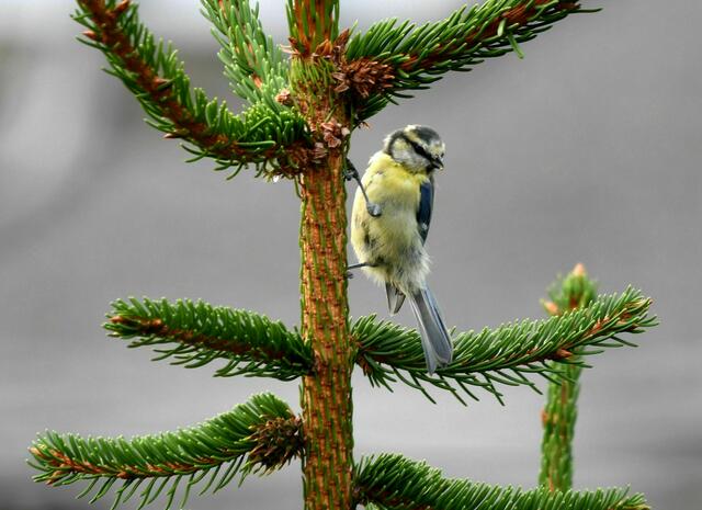 Blaumeise bei der Futtersuche