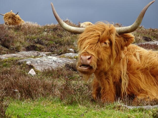 Hochlandrind  | Foto: Andreas Eller