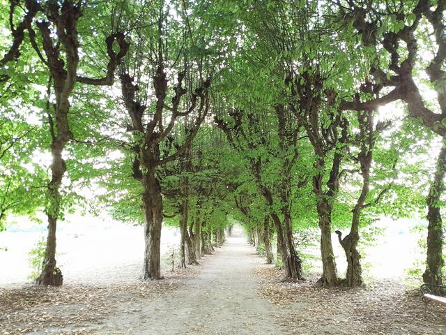 Allee im Pöllauer Schloßpark