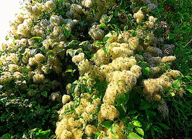 Wer kennt diese "Wuschelköpfe"? WÜNSCHE EUCH EINEN SCHÖNEN HERBST !
