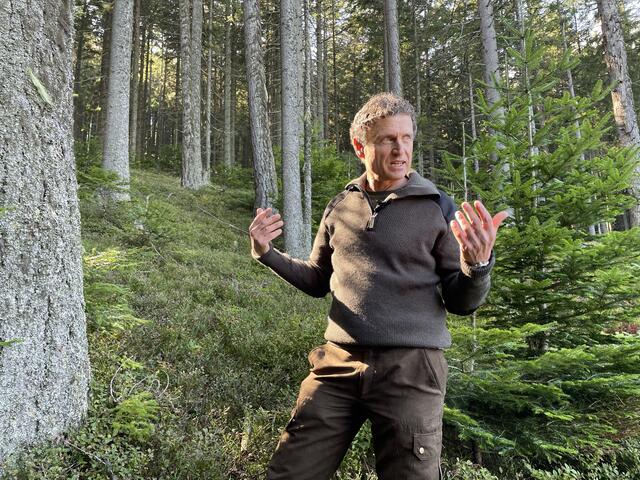 Naturverjüngung meint die Reproduktion eines Baumes bzw. Bestandes und ist ein zentrales Element der Forstwirtschaft, erläutert Förster Heinz Schnedl.  | Foto: RegionalMedien Steiermark