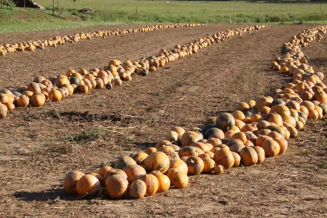Die Ölvorkommen des Burgenlandes haben ihren Ursprung auf dem Acker, wie man in Heugraben sieht.