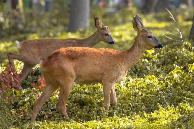 Spaziergang durch den Zentralfriedhof!