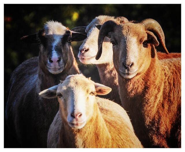 Schafe vom Schaffenberg