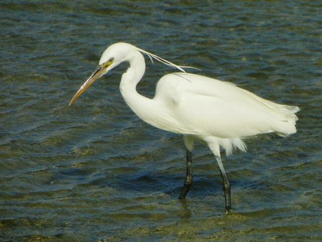 Reiherdame auf Fischfang
