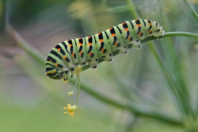 Die Schwalbenschwanz-Raupe ... | Foto: Silvia Jörg