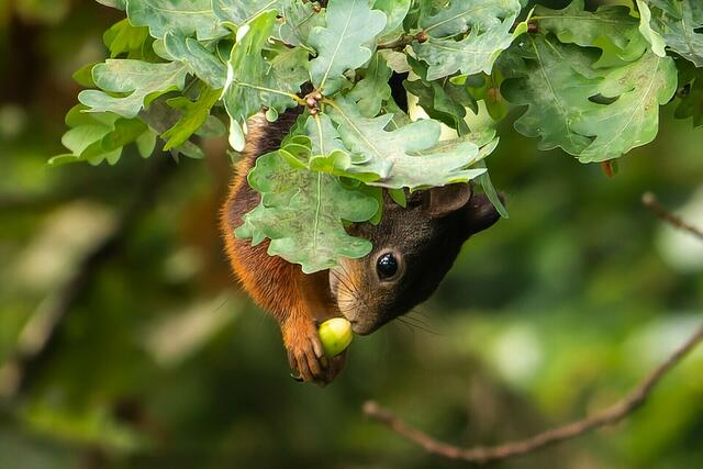 Eicheln sammeln ist angesagt, der nächste Winter kommt bestimmt.