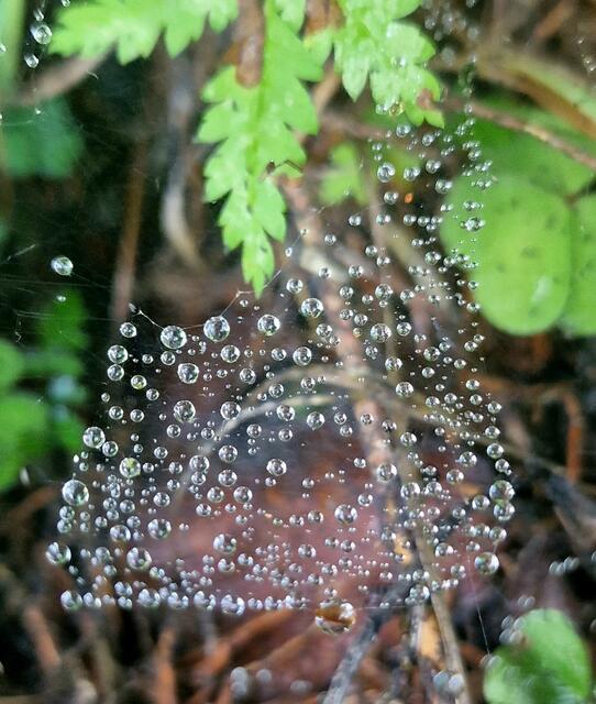 Tautropfen im Spinnennetz