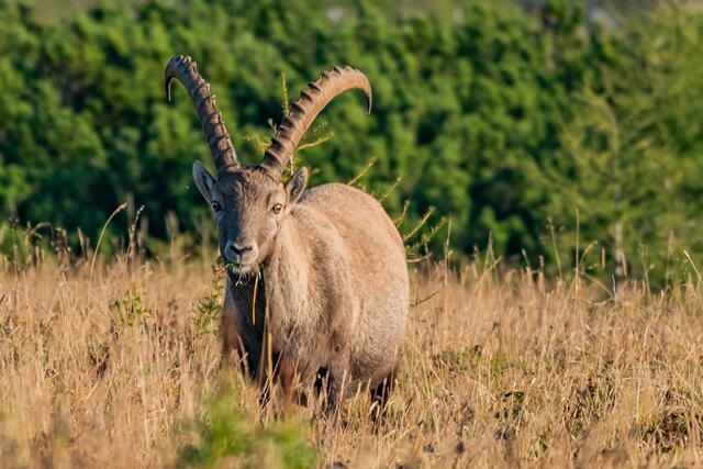 Steinbock (Aflenz Bürgeralm)