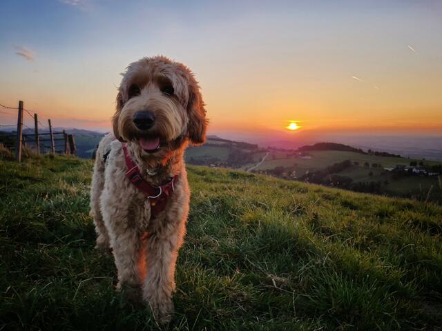 Hund und Abendsonne am Hochkogel bei Randegg | Foto: Christian Hahn