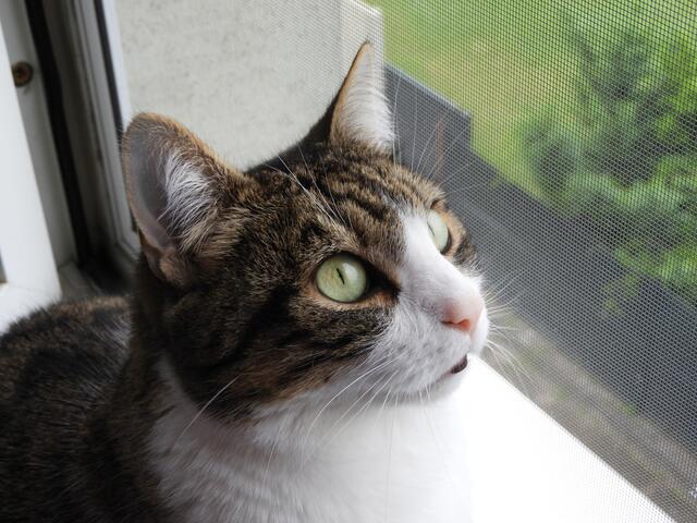 Milli schaut sehnsuchtsvoll aus dem Fenster