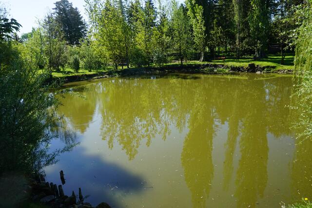 Der Gartenteich