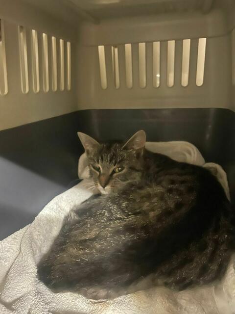 Die Katze wurde mit einem Schädel-Hirn-Trauma in Hof gefunden. Vermutlich hatte sie einen Autounfall. | Foto: Tierheim Bruck/Leitha