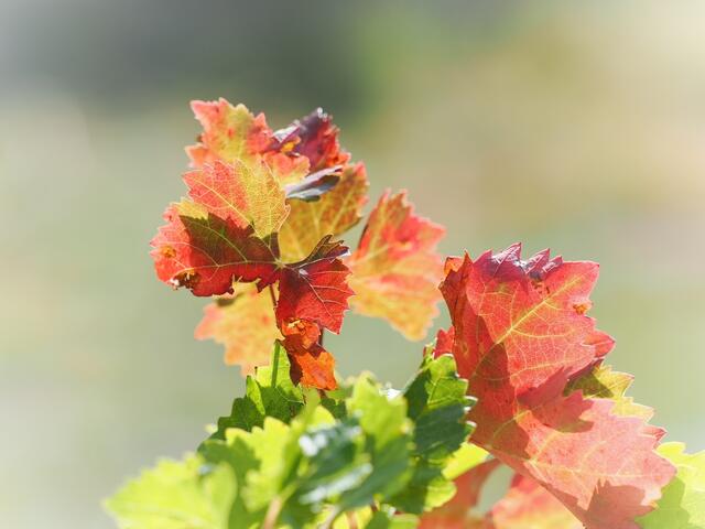 Weinlaub in einem Weingarten oberhalb von Grossau  | Foto: Anton Kroh
