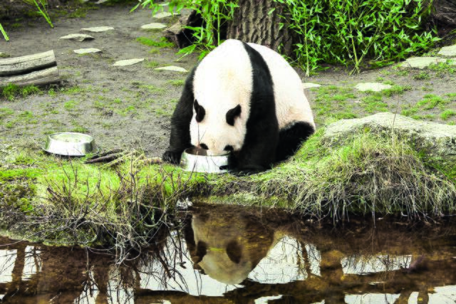 Hietzing: Die Pandas lassen sich weiterhin ihr "Bambus-Brot" schmecken -  Hietzing