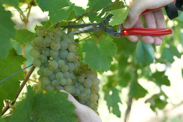 Die Trauben werden Reihe für Reihe per Hand gelesen. | Foto: Max Spitzauer