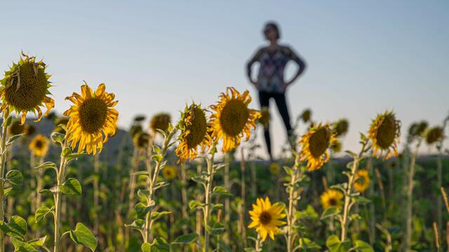 Diese wunderschöne Aufnahme eines Sonnenblumenfelds erreichte uns von Manuela Fuchs. | Foto: Manuela Fuchs 