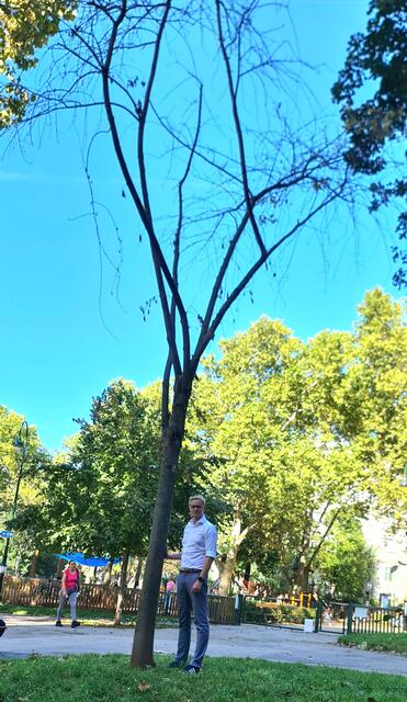 Die Grünen Wieden fordern einen besseren Schutz von Jungbäumen seitens der Stadt Wien. Hier zu sehen:  Pascal Riepl, Vorsitzender des Wiedner Umweltausschusses (Grüne). | Foto: Grüne Wieden