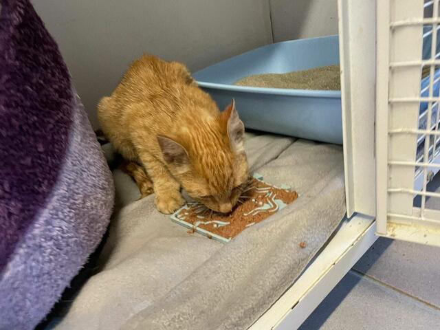 Dieser ca. sechs Monate alte Kater wurde in Wolfsthal gefunden und hat starken Durchfall. | Foto: Tierheim Bruck/Leitha