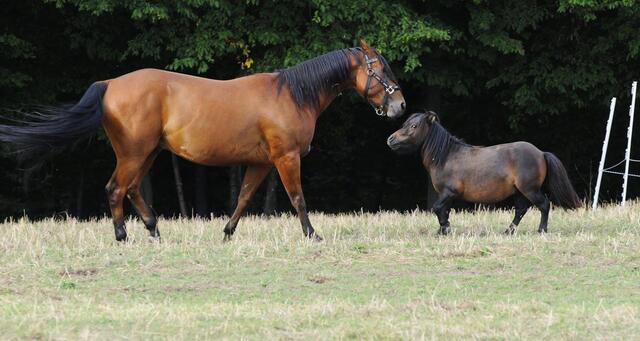 ein kleiner wilder Pony Hengst :-)