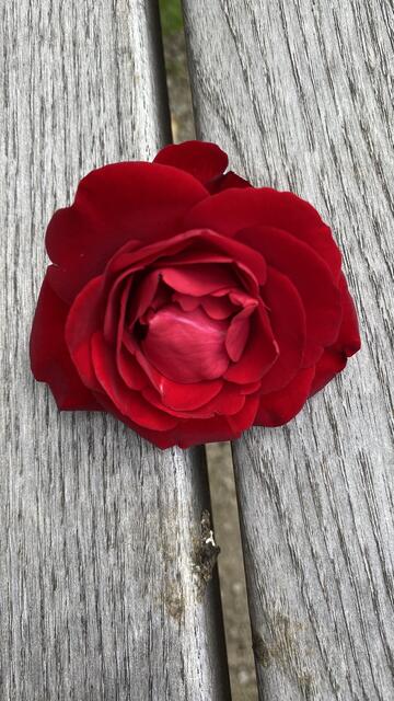 Wünsche allen einen wunderschönen Sonntag- schade dass ihr die Rose nicht riechen könnt 🌞