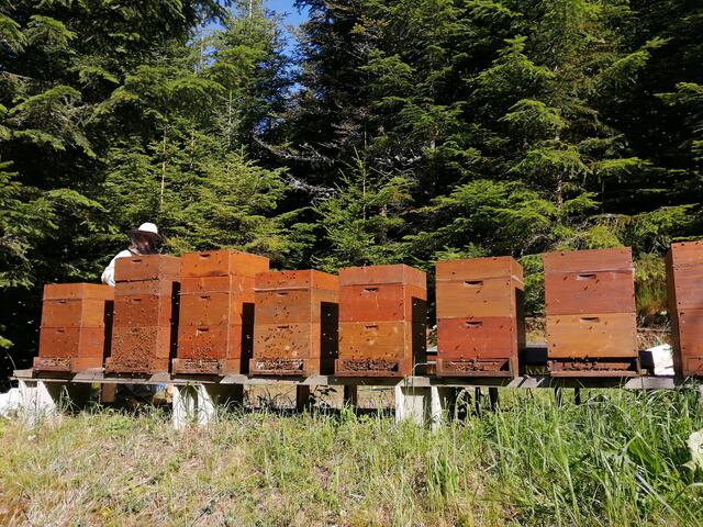 Karl Rinnhofer bei der Arbeit. Der Langenwanger hat an verschiedenen Orten insgesamt 45 Bienenstöcke. | Foto: Rinnhofer