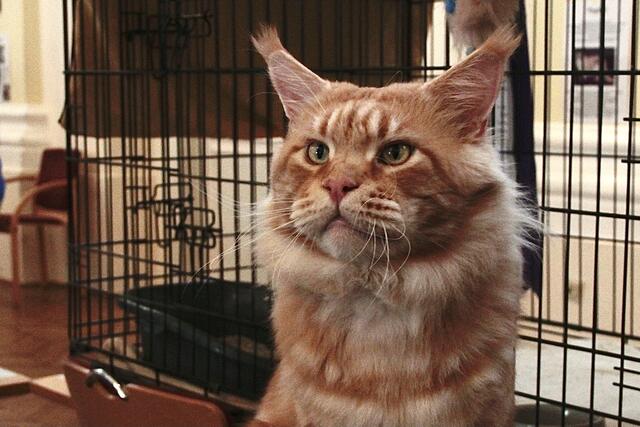 "Freeclimber Tornado" wurde schon in Amerika preisgekrönt. | Foto: Friedrich Doppelmair