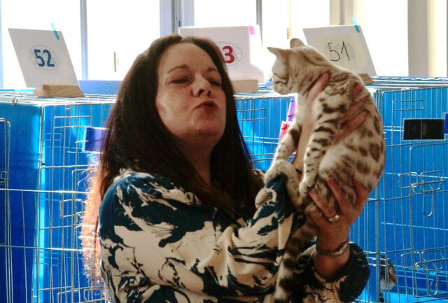 Die Rassekatzen wurden von internationalen Jurorinnen bewertet. | Foto: Friedrich Doppelmair