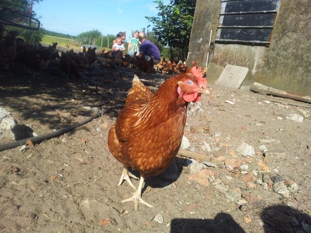Besuch bei einem Bio Hühnerbetrieb
