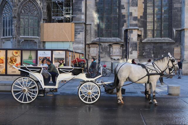Kaum jemand ist so fleißig in der Inneren Stadt unterwegs wie die Fiakerpferde.  | Foto: Niklas Varga