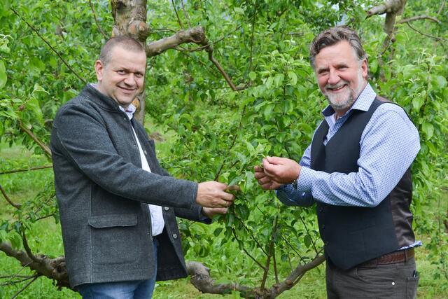 Siegfried Quendler vom Obst- und Weinbauzentrum St. Andrä (links) und Berthold Radl von „Lavanttaler Obst“ hoffen auf ein gutes Ertragsjahr 2024.  | Foto: Lagerhaus Lavanttal