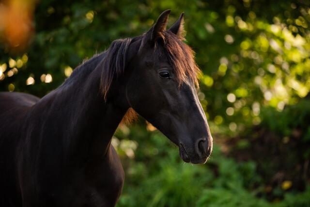Foto: Nadine Lechner Fotografie